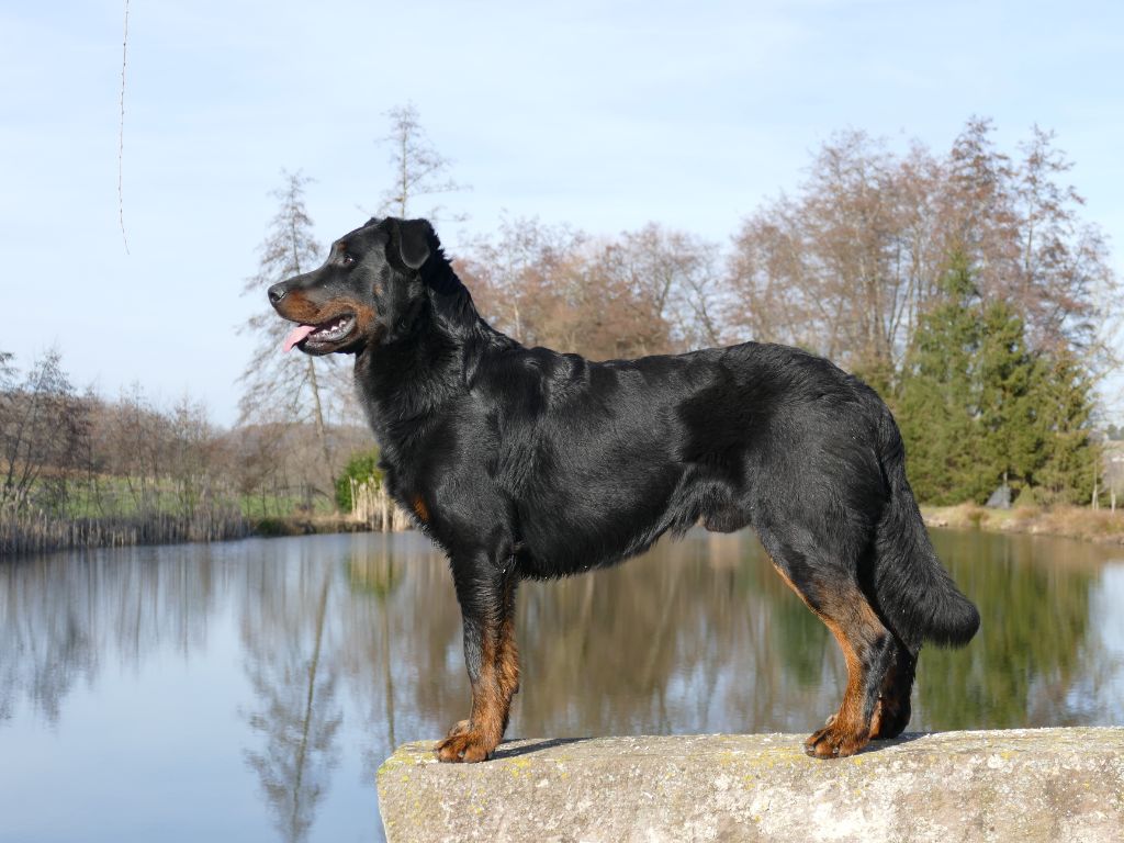 Rollo du fond des camps