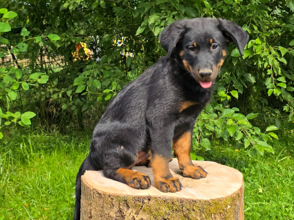 des Gardiens du Sundgau - Chiots disponibles - Berger de Beauce