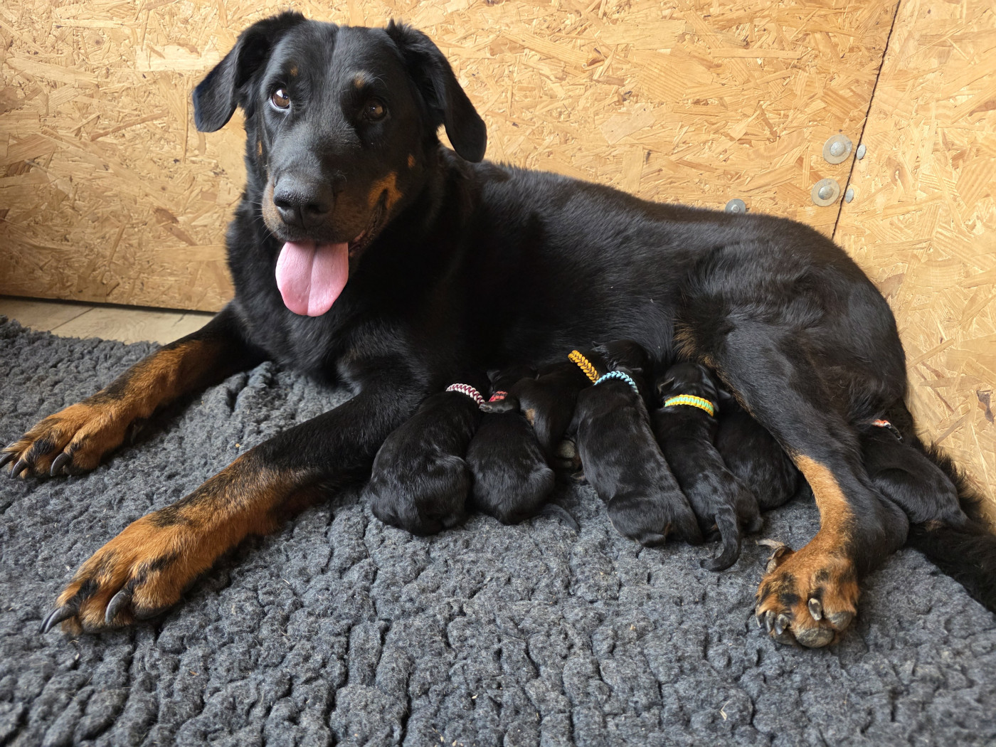 Chiot Berger de Beauce des Gardiens du Sundgau
