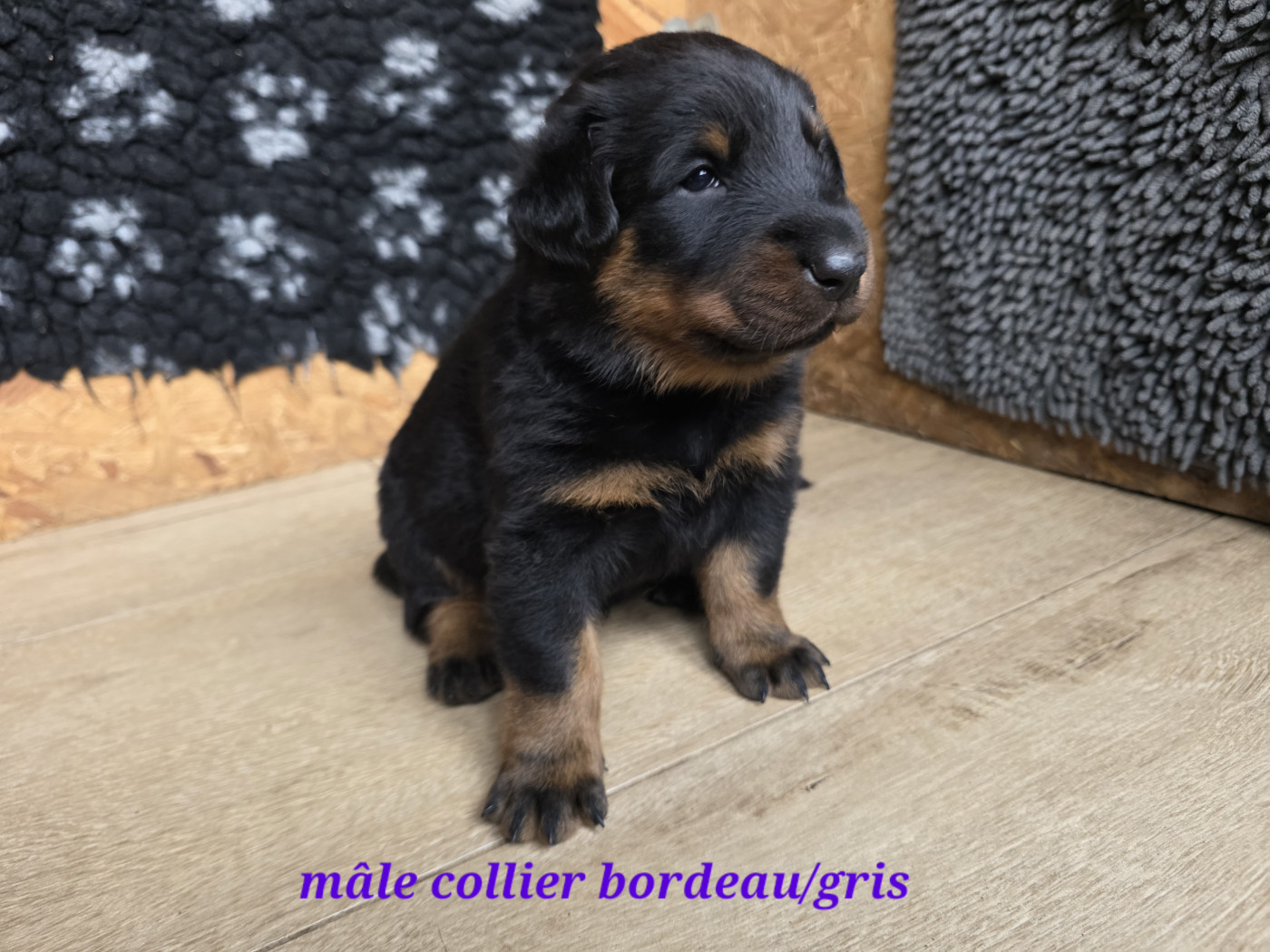 des Gardiens du Sundgau - Chiots disponibles - Berger de Beauce