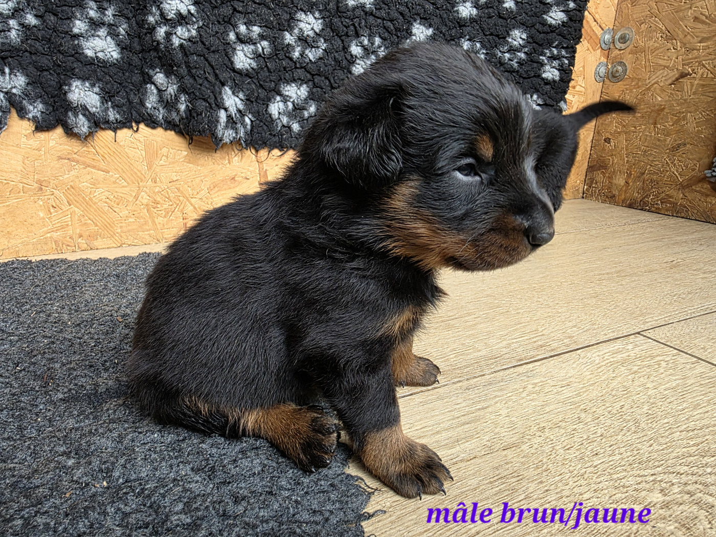 des Gardiens du Sundgau - Chiots disponibles - Berger de Beauce