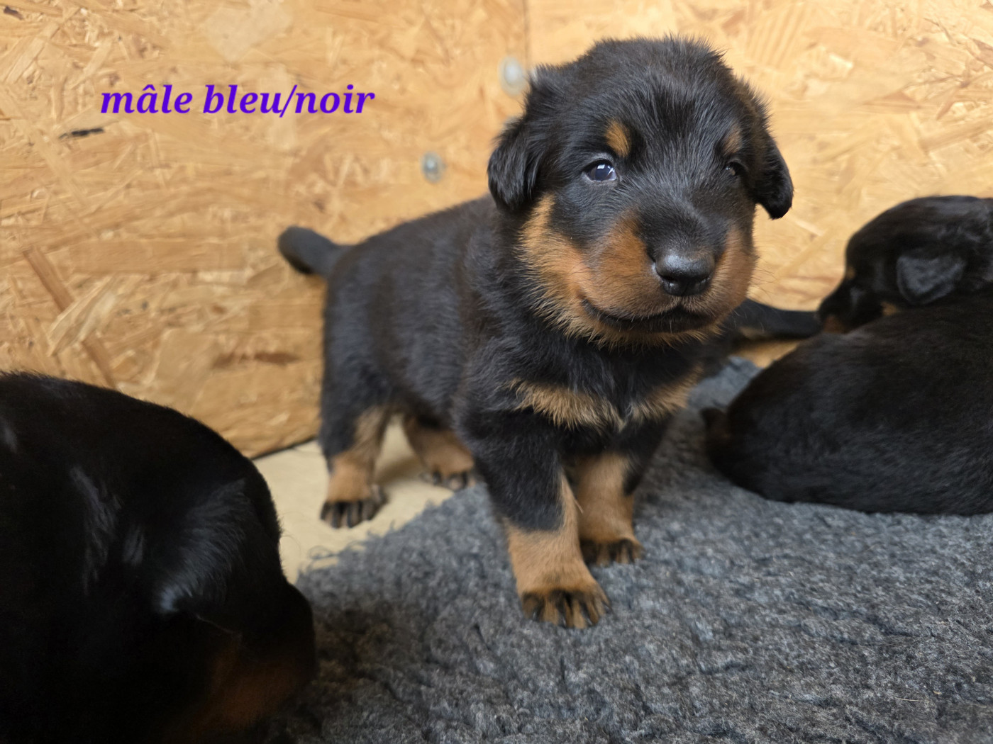 des Gardiens du Sundgau - Chiots disponibles - Berger de Beauce