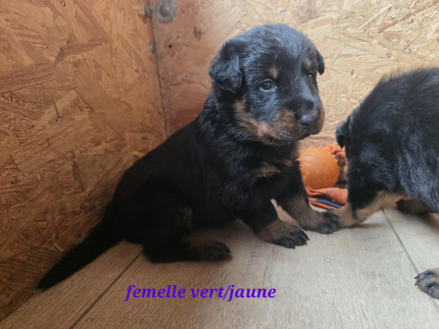 des Gardiens du Sundgau - Chiots disponibles - Berger de Beauce