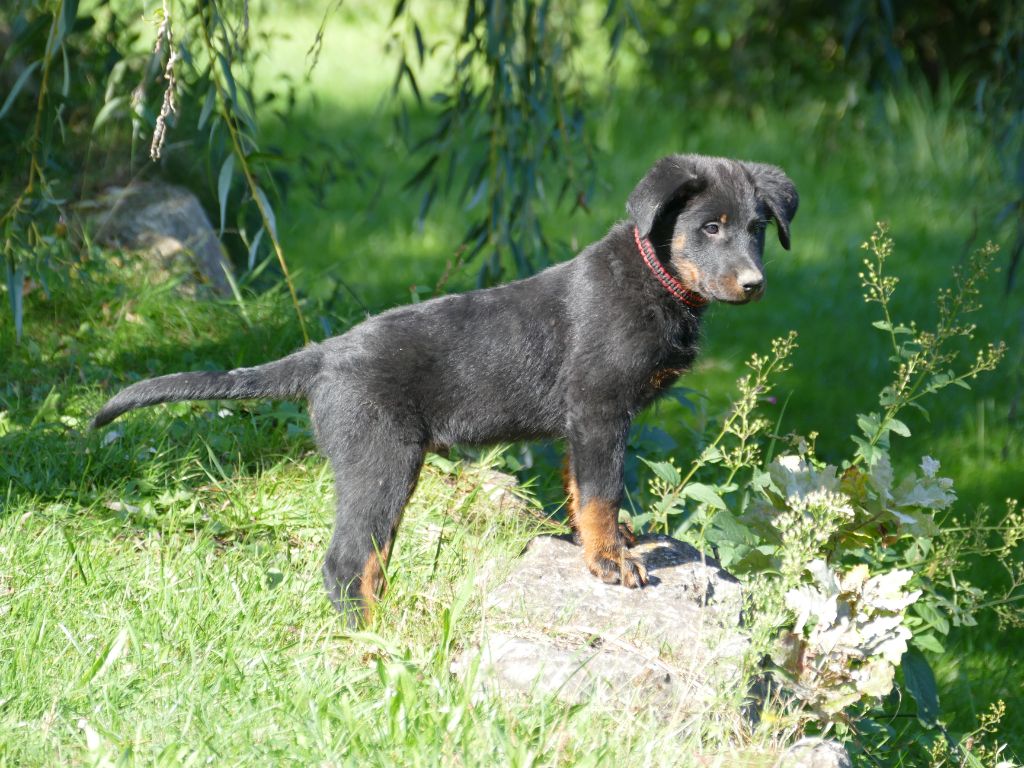 des Gardiens du Sundgau - Chiots disponibles - Berger de Beauce