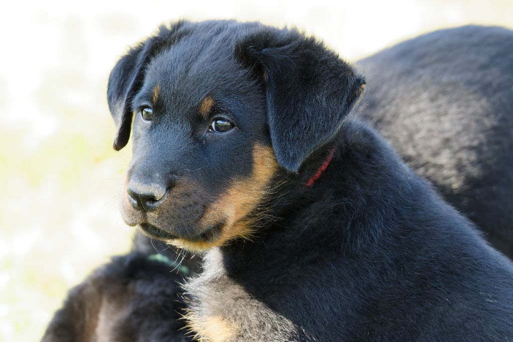 des Gardiens du Sundgau - Chiots disponibles - Berger de Beauce