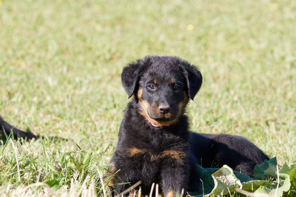 des Gardiens du Sundgau - Chiots disponibles - Berger de Beauce