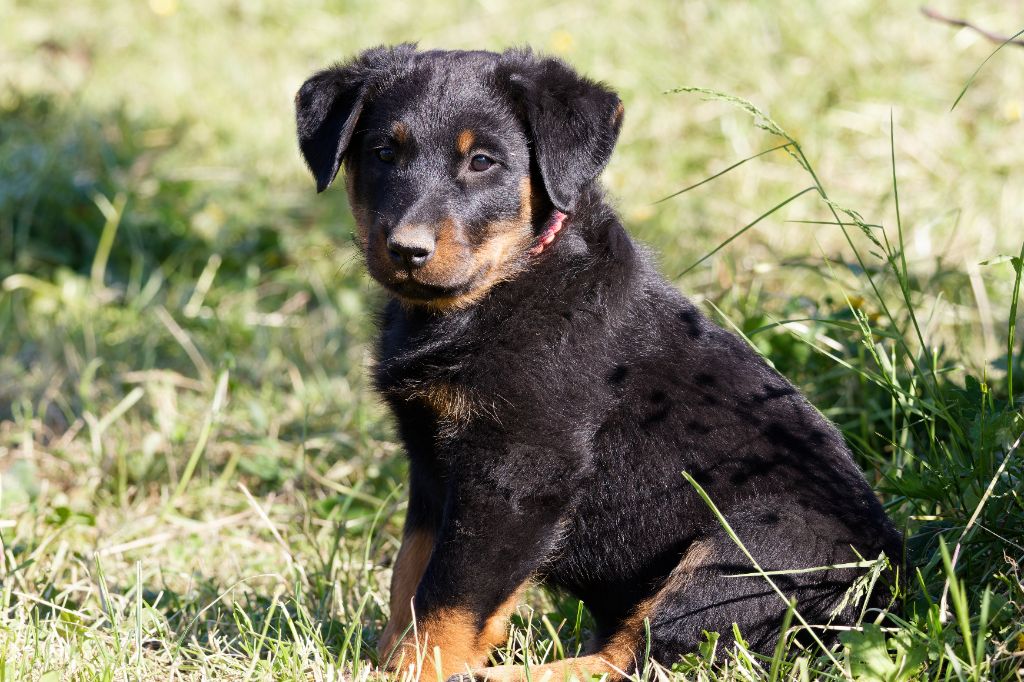 des Gardiens du Sundgau - Chiots disponibles - Berger de Beauce