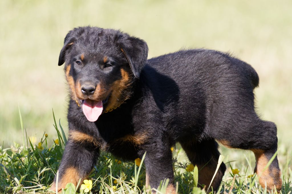 des Gardiens du Sundgau - Chiots disponibles - Berger de Beauce