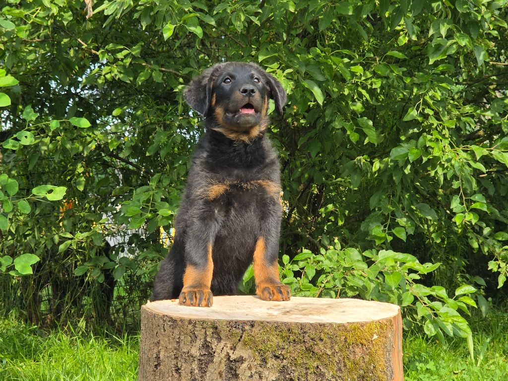des Gardiens du Sundgau - Chiots disponibles - Berger de Beauce