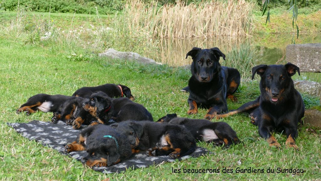 des Gardiens du Sundgau - Berger de Beauce - Portée née le 02/09/2019