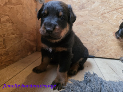 Collier bordeau orange