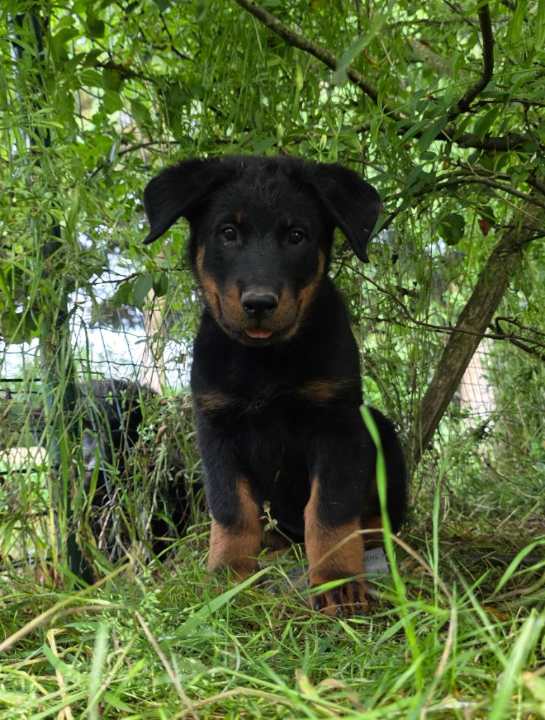 des Gardiens du Sundgau - Chiots disponibles - Berger de Beauce