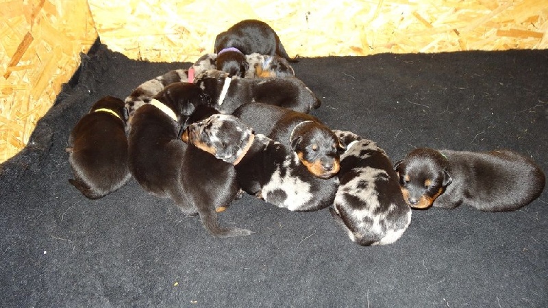 Chiot Berger de Beauce des Gardiens du Sundgau